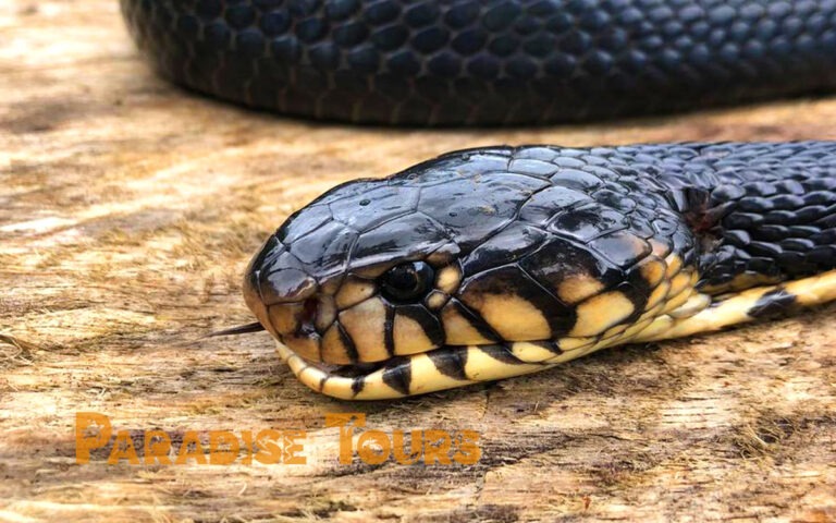 saotome paradise hike trek black cobra 01
