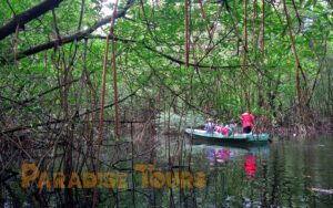 saotome paradise mangrove tour 002