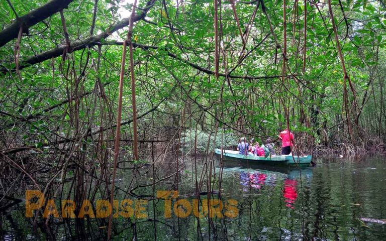 saotome-paradise-mangrove-tour-002 saotome paradise mangrove tour 002