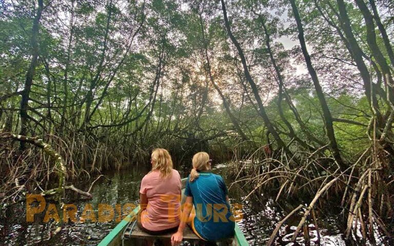 saotome-paradise-mangrove-tour-004 saotome paradise mangrove tour 004