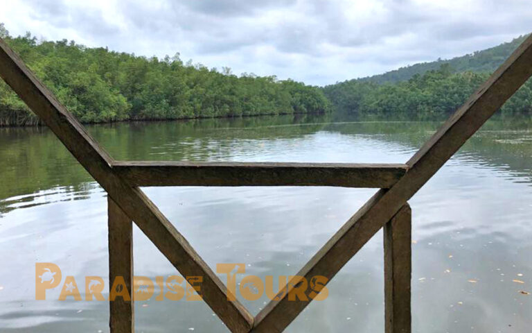 saotome-paradise-mangrove-tour-008 saotome paradise mangrove tour 008