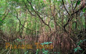 saotome paradise mangrove tour 010