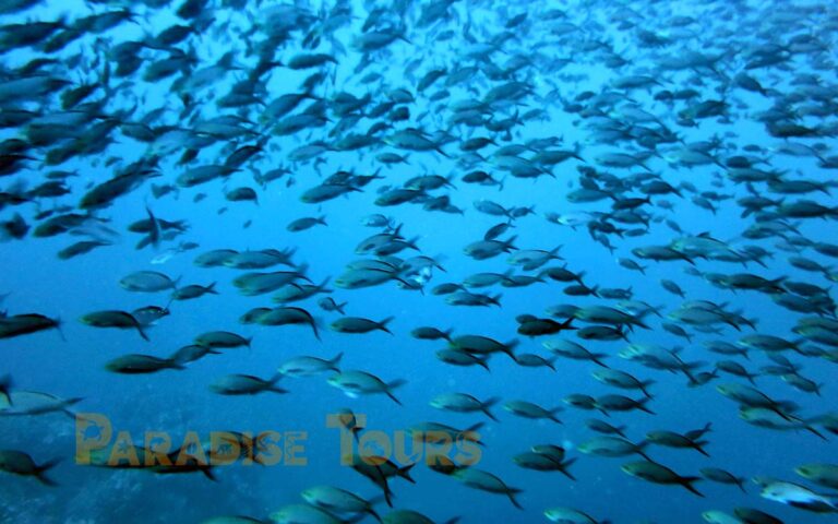 saotome-paradise-scuba-diving-padi-005 saotome paradise scuba diving padi 005