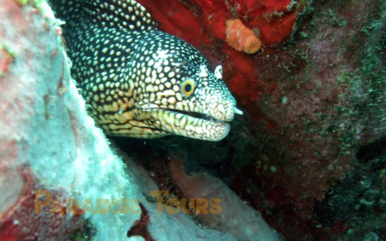 saotome-paradise-scuba-diving-padi-010 saotome paradise scuba diving padi 010