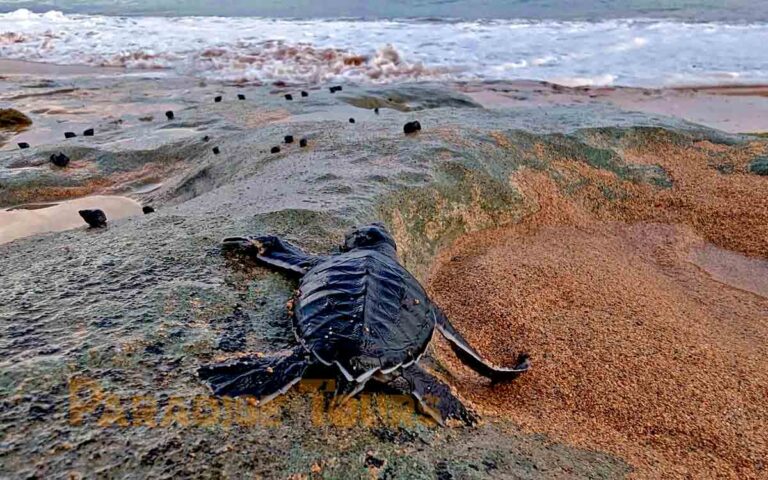 saotome-paradise-seaturtles-hatchling-001 saotome paradise seaturtles hatchling 001
