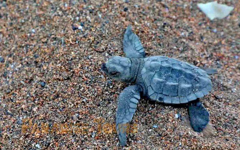 saotome-paradise-seaturtles-hatchling-002 saotome paradise seaturtles hatchling 002