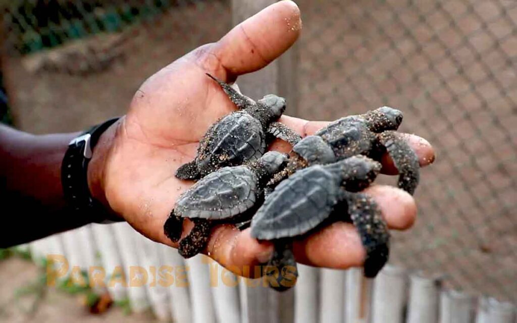 saotome paradise seaturtles hatchling 003