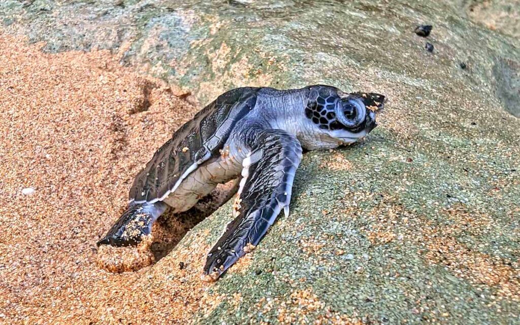 saotome paradise seaturtles hatchling 0031 nowm 1