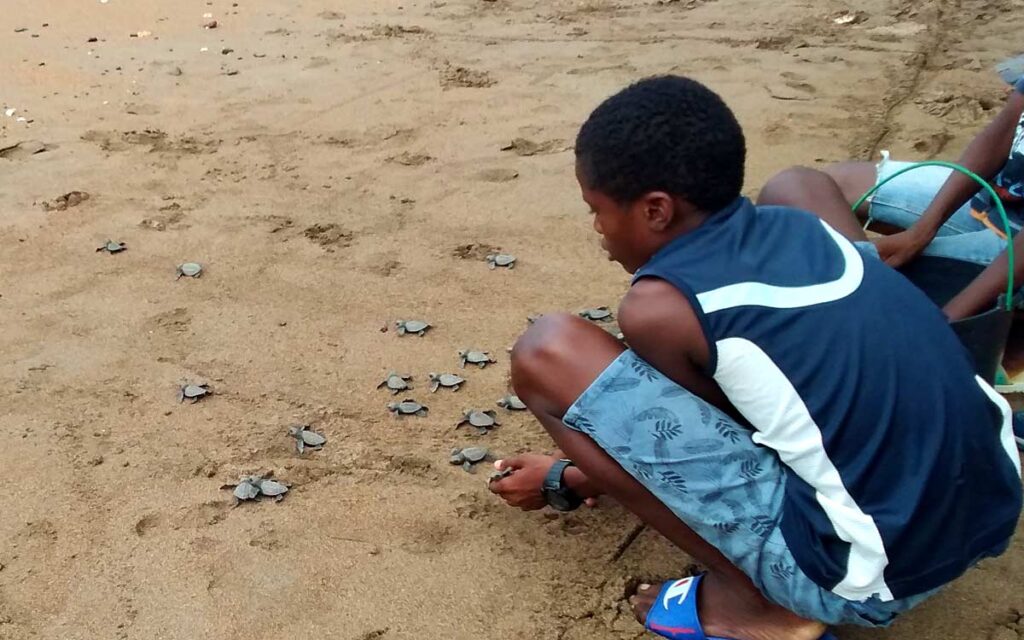 saotome paradise seaturtles hatchling 0033 nowm