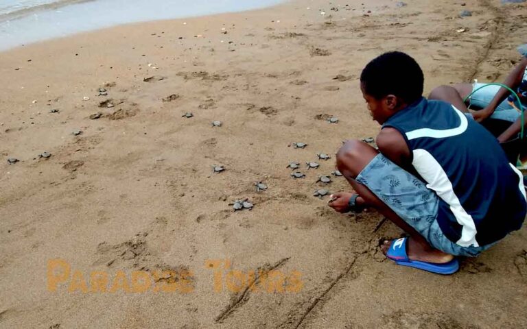 saotome-paradise-seaturtles-hatchling-006 saotome paradise seaturtles hatchling 006