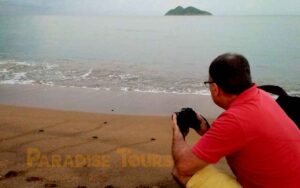 saotome paradise seaturtles hatchling 008
