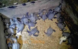 saotome paradise seaturtles hatchling 011