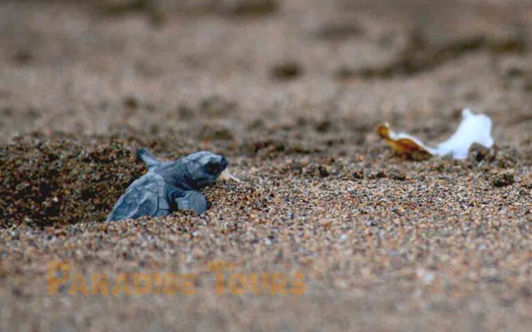 saotome-paradise-seaturtles-hatchling-012 saotome paradise seaturtles hatchling 012