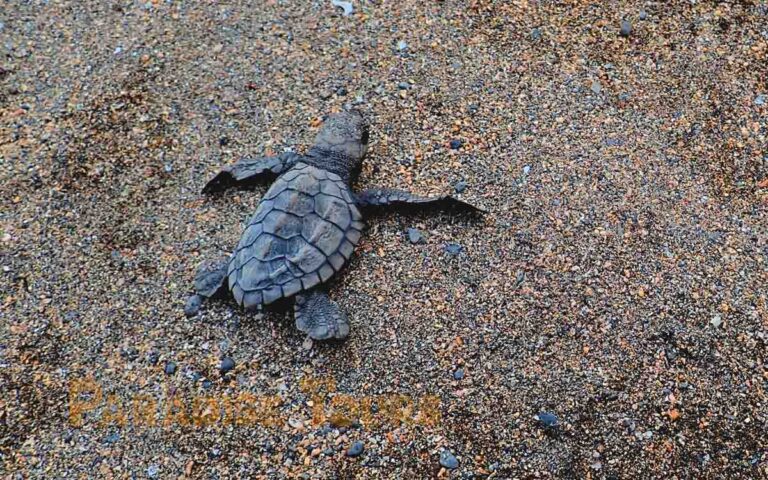 saotome-paradise-seaturtles-hatchling-013 saotome paradise seaturtles hatchling 013