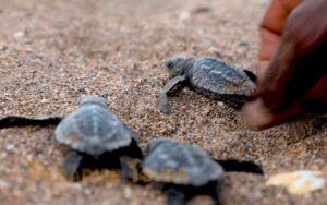 saotome paradise seaturtles hatchling 014