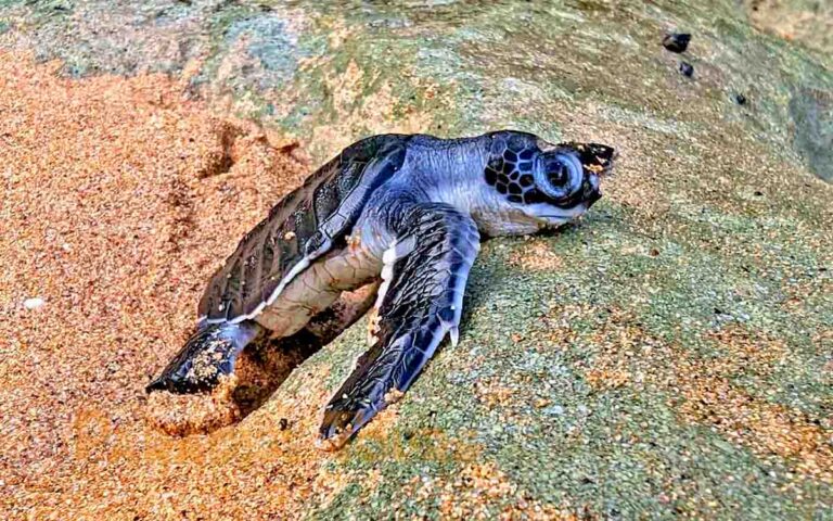saotome-paradise-seaturtles-hatchling-017 saotome paradise seaturtles hatchling 017