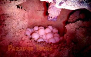 saotome paradise seaturtles night patrol 001