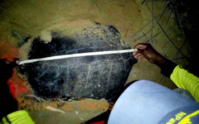saotome-paradise-seaturtles-night-patrol-002 saotome paradise seaturtles night patrol 002