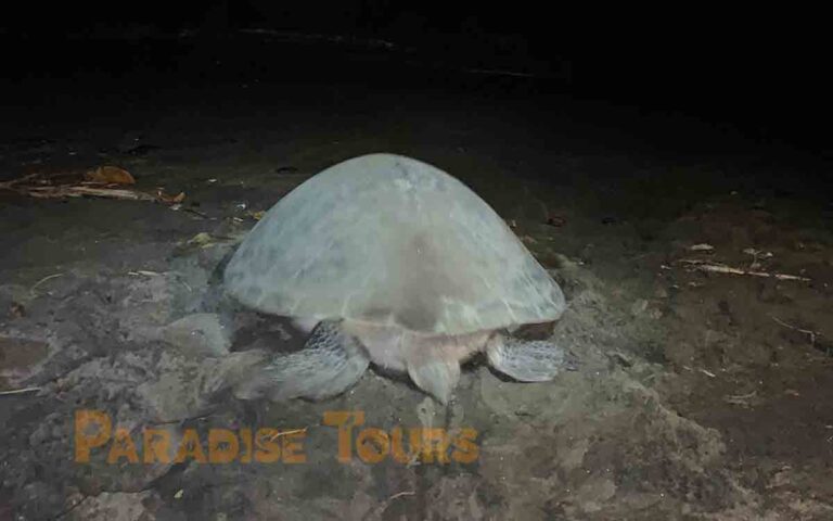 saotome-paradise-seaturtles-night-patrol-003 saotome paradise seaturtles night patrol 003
