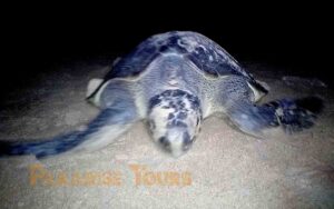 saotome paradise seaturtles night patrol 004