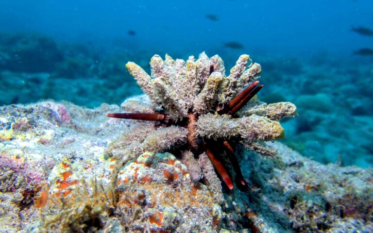 saotome-paradise-snorkeling-coach-020 saotome paradise snorkeling coach 020