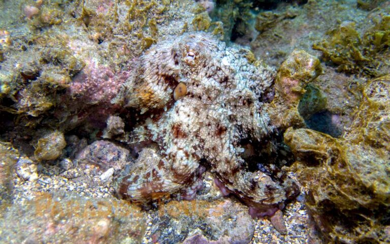 saotome-paradise-snorkeling-coach-022 saotome paradise snorkeling coach 022