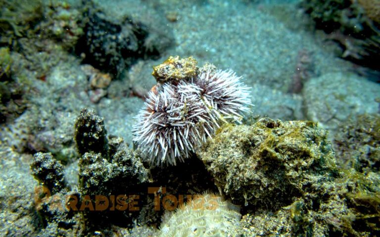 saotome-paradise-snorkeling-coach-023 saotome paradise snorkeling coach 023
