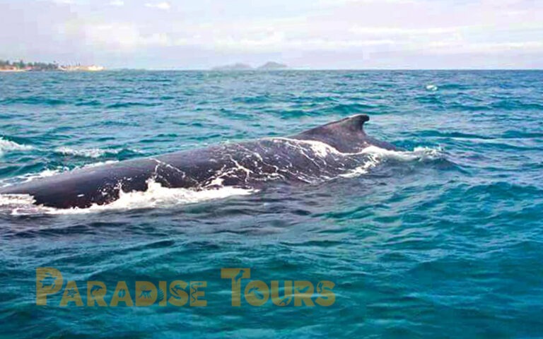saotome-paradise-whales-watching-002 saotome paradise whales watching 002
