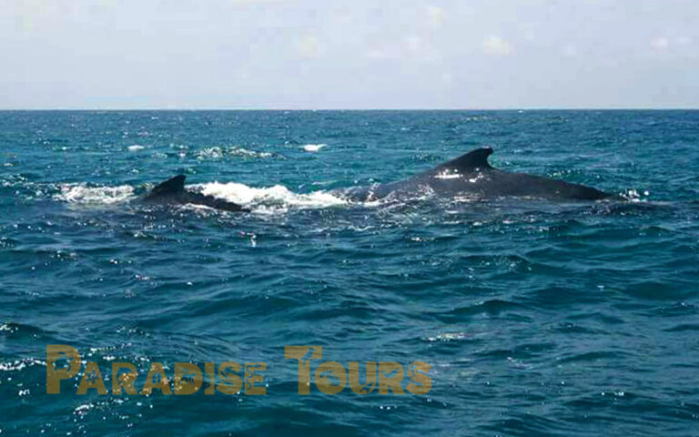 saotome-paradise-whales-watching-004 saotome paradise whales watching 004