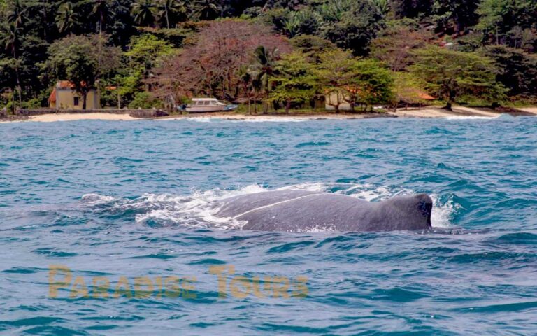 saotome-paradise-whales-watching-005 saotome paradise whales watching 005