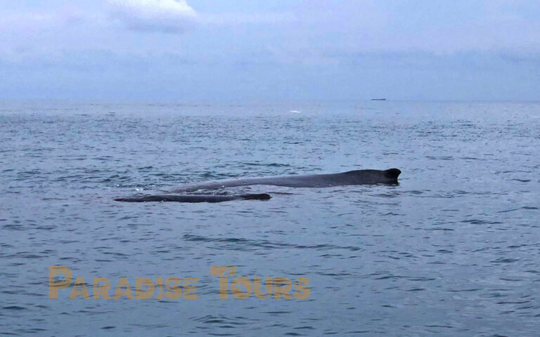 saotome-paradise-whales-watching-006 saotome paradise whales watching 006