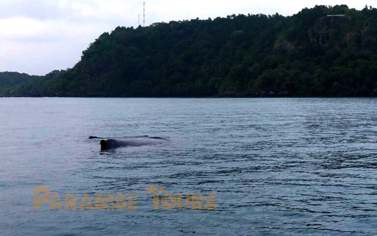 saotome-paradise-whales-watching-007 saotome paradise whales watching 007