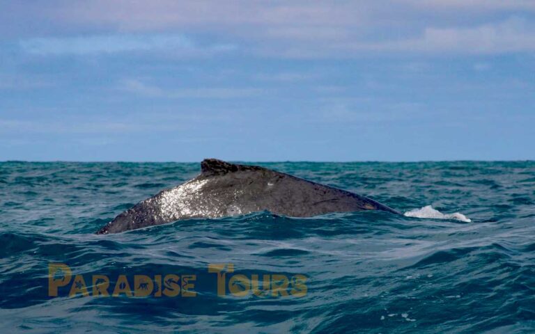 saotome-paradise-whales-watching-008 saotome paradise whales watching 008