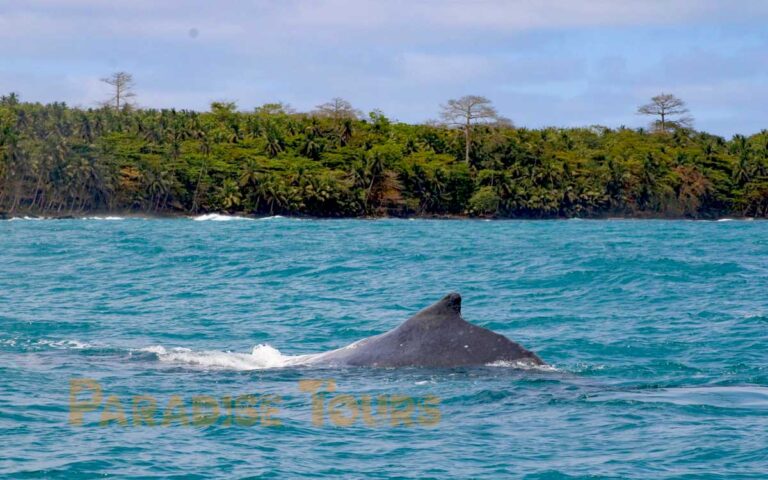 saotome-paradise-whales-watching-009 saotome paradise whales watching 009