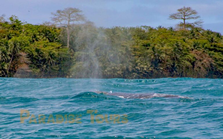 saotome-paradise-whales-watching-010 saotome paradise whales watching 010