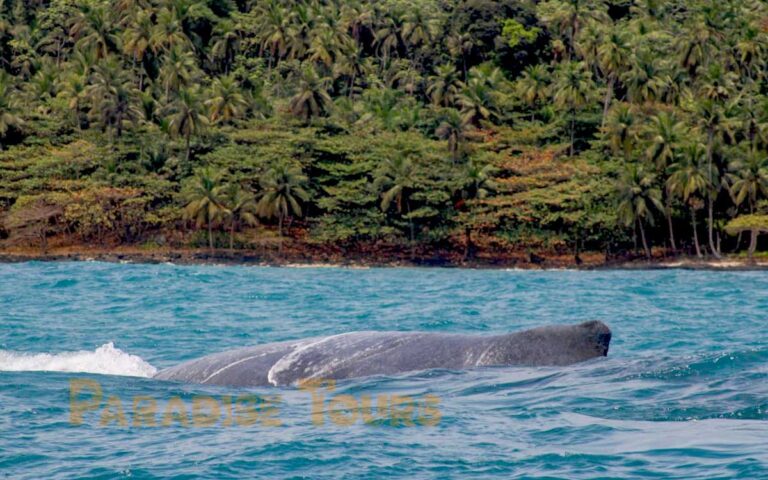 saotome-paradise-whales-watching-011 saotome paradise whales watching 011
