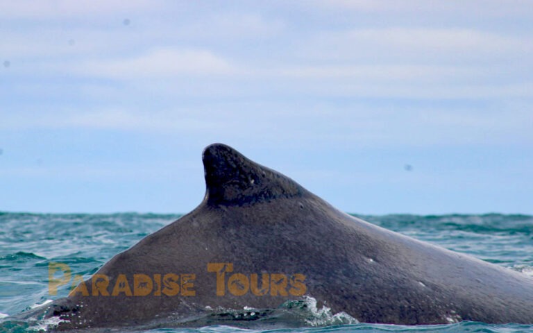 saotome-paradise-whales-watching-012 saotome paradise whales watching 012