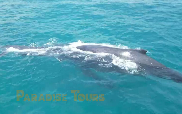 saotome-paradise-whales-watching-13 saotome paradise whales watching 13