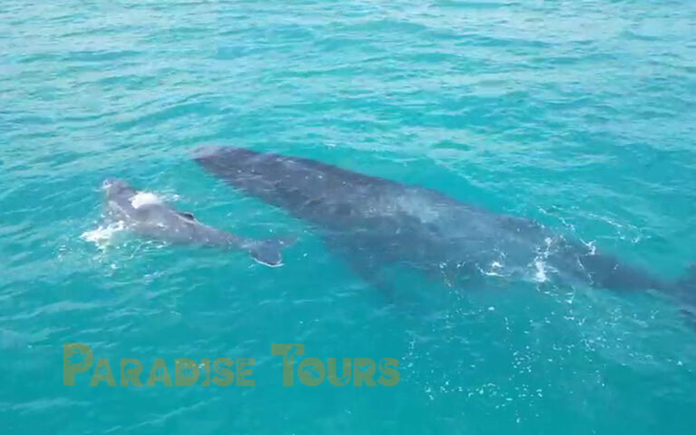 saotome-paradise-whales-watching-14 saotome paradise whales watching 14