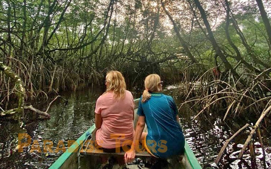 saotome paradise mangrove tour 003
