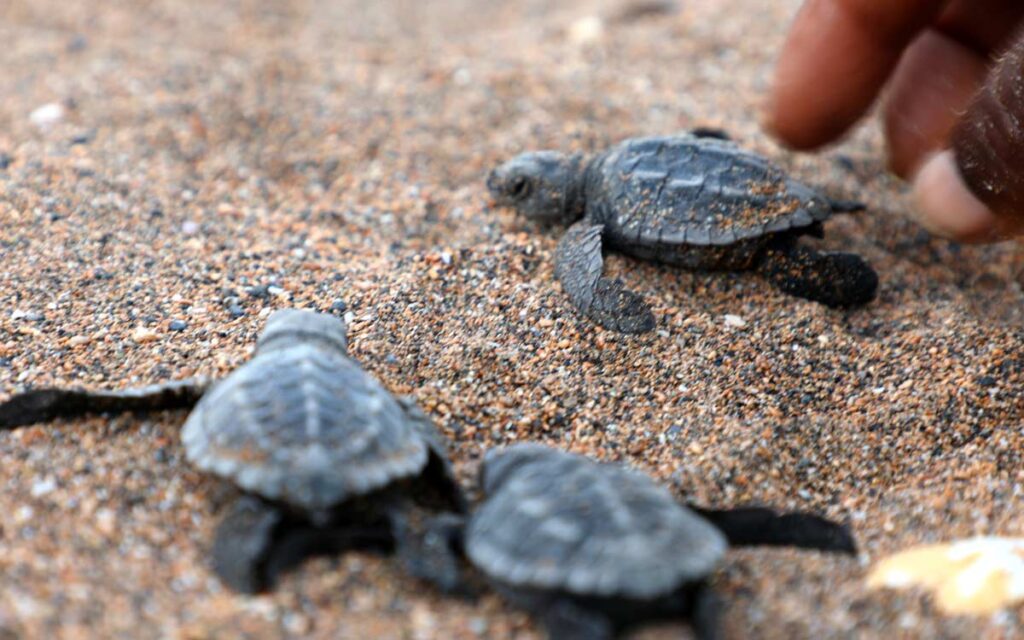 saotome paradise seaturtles hatchling 0032 nowm