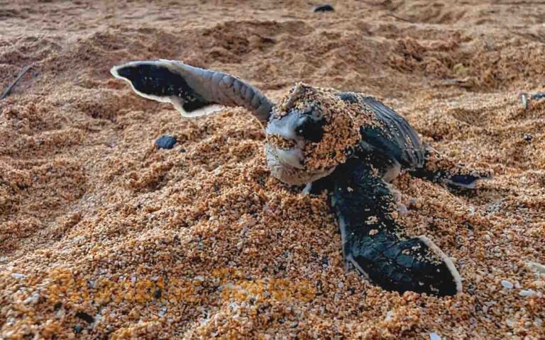 saotome-paradise-seaturtles-hatchling-015 saotome paradise seaturtles hatchling 015