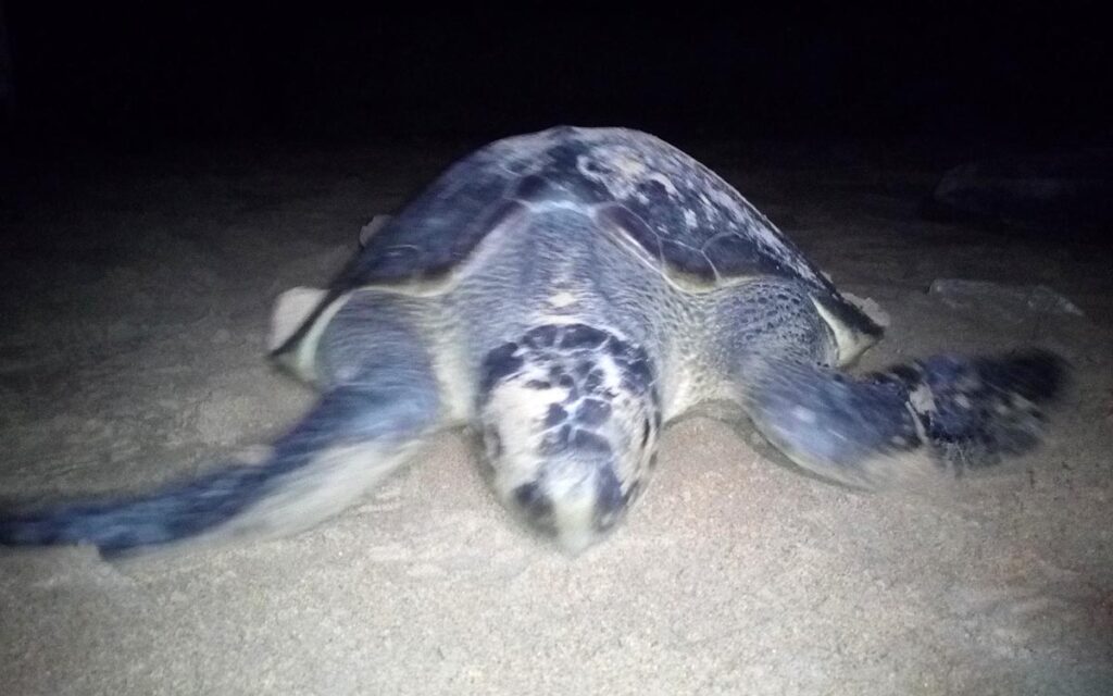 saotome paradise seaturtles night patrol nowm 01
