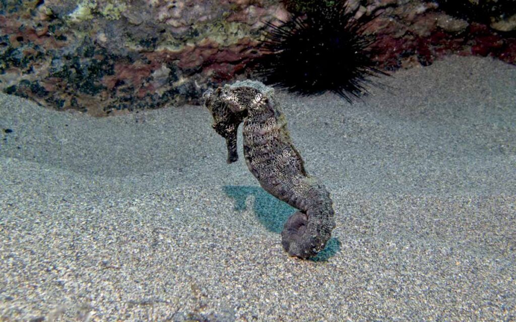 saotome paradise snorkeling seahorse