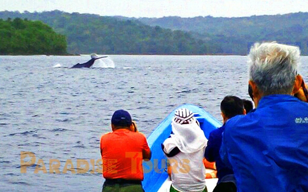 saotome paradise whales watching 001