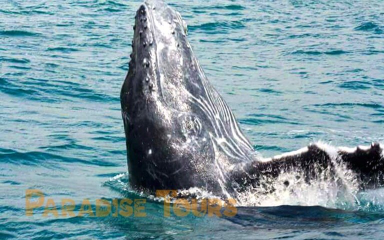 saotome-paradise-whales-watching-003 saotome paradise whales watching 003