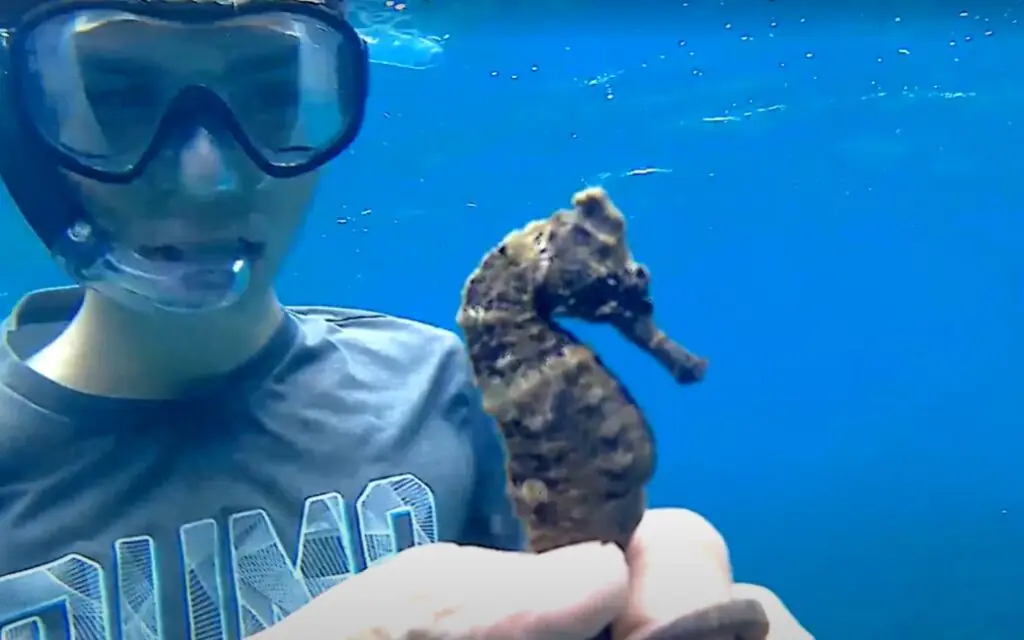 saotome paradise snorkeling 001