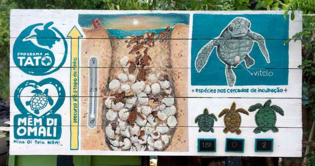 saotome paradise seaturtles observation (2)