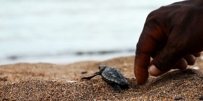 saotome paradise seaturtles observation (5)