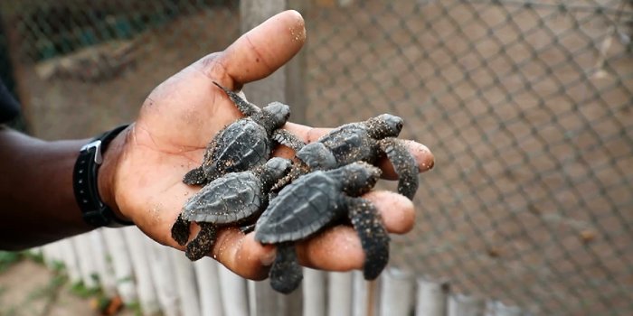 saotome paradise seaturtles observation (6)